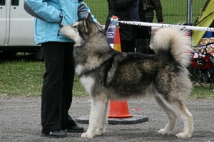FI MVA Cahppes Wittdream Balto
