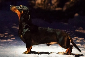 FI KVA-L Kuokkavieraan Urho Huima