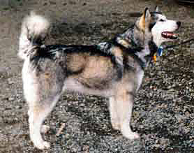 Hauenkuonon Ina