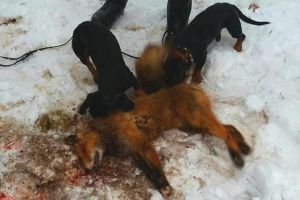 FI KVA.L HAuenkuonon Keep Wolf From Door