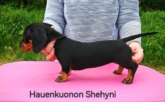 Hauenkuonon Shehyni