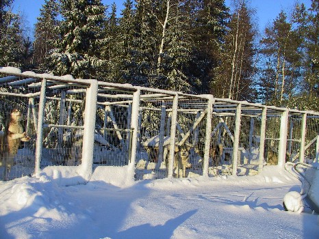 kennel