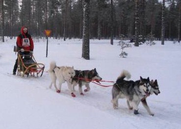 Musher Terhi Kostamo