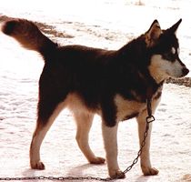 Lumirinteen Denali