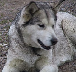Hauenkuonon Heija