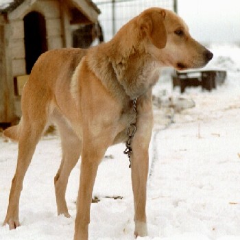Hauenkuonon Jiki
