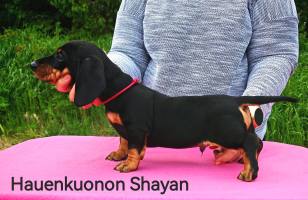 Hauenkuonon Shayan